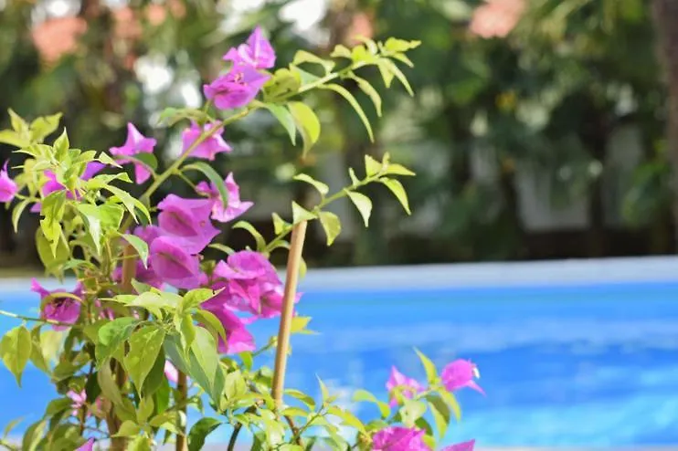 Apartments Vesna 343 Porec
